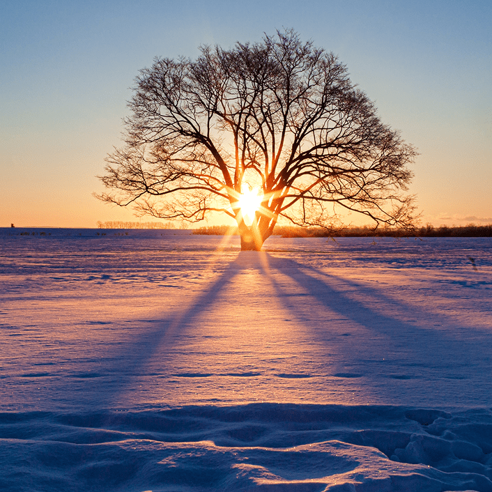 GettyImages-1327439171 Tree with sunset through branches in snow.